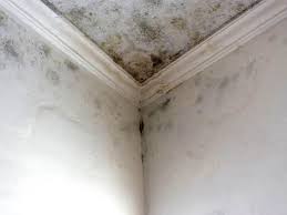 Best Attic Mold Removal  in Villa Ridge, MO